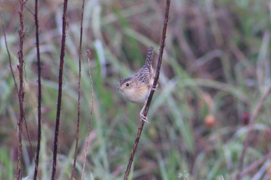 Sedge Wren - ML618296406