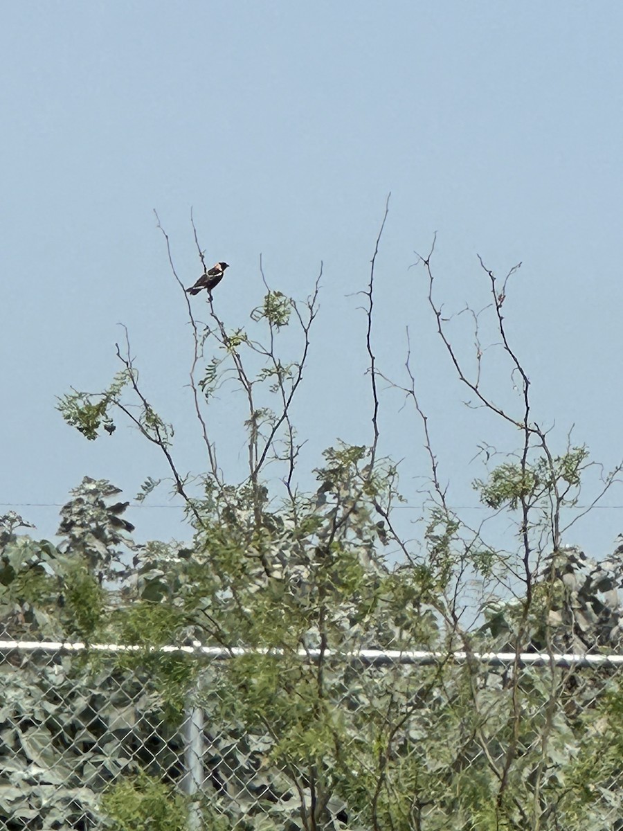 Bobolink - Lisa Edwards