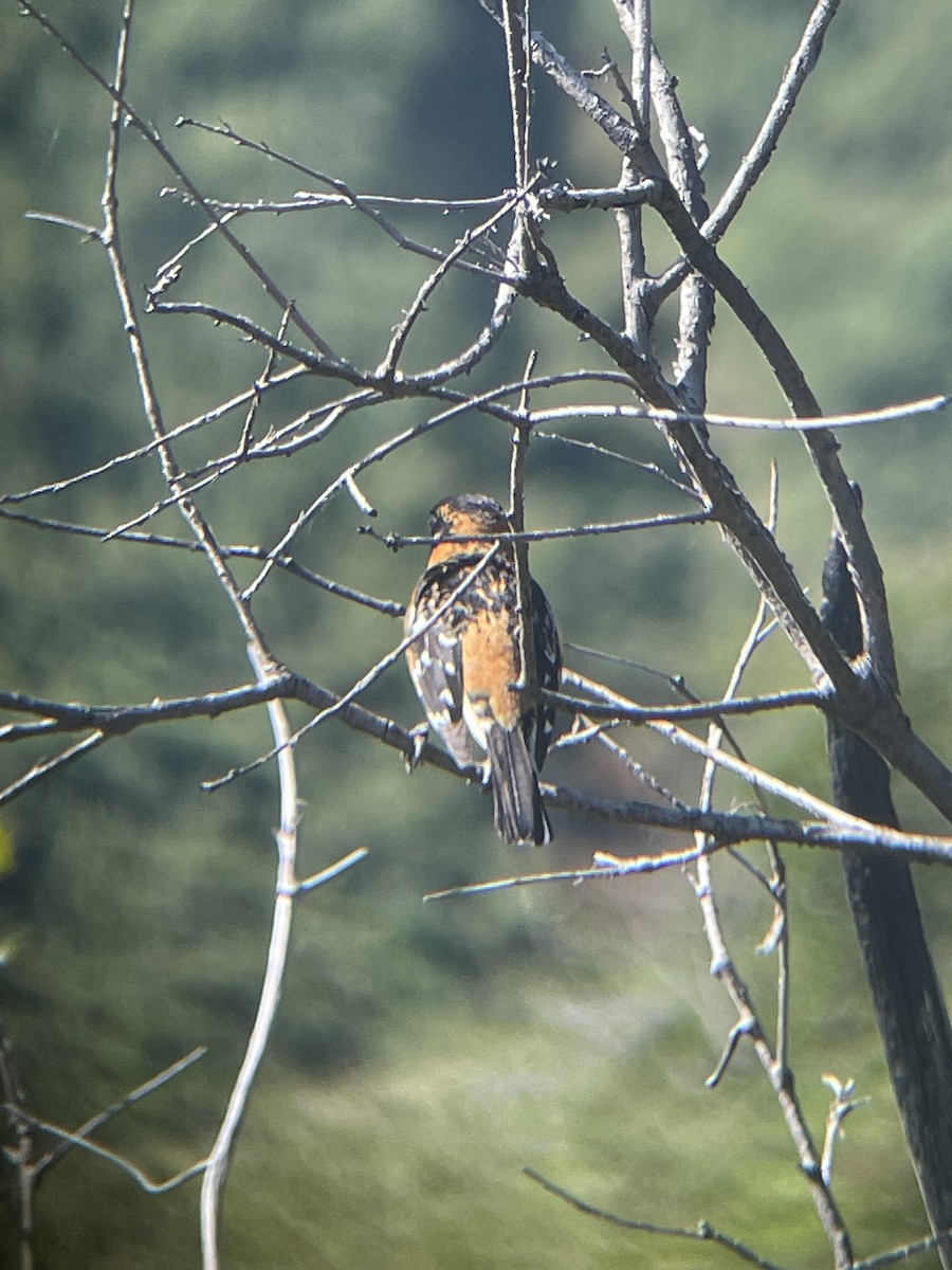 Black-headed Grosbeak - Mackenzie Hollender