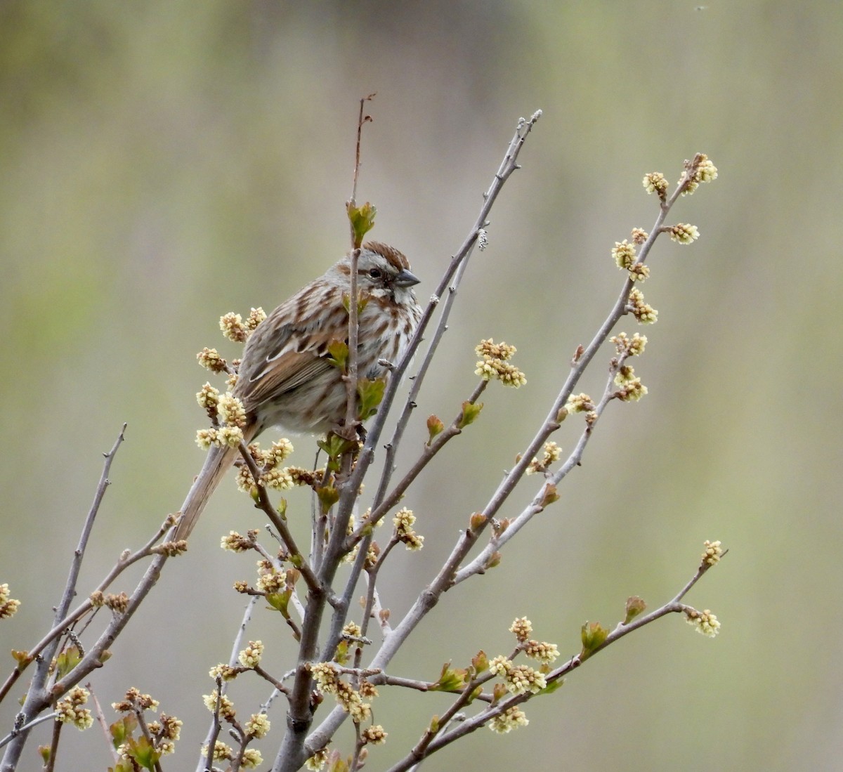 Song Sparrow - Susan Ringoen