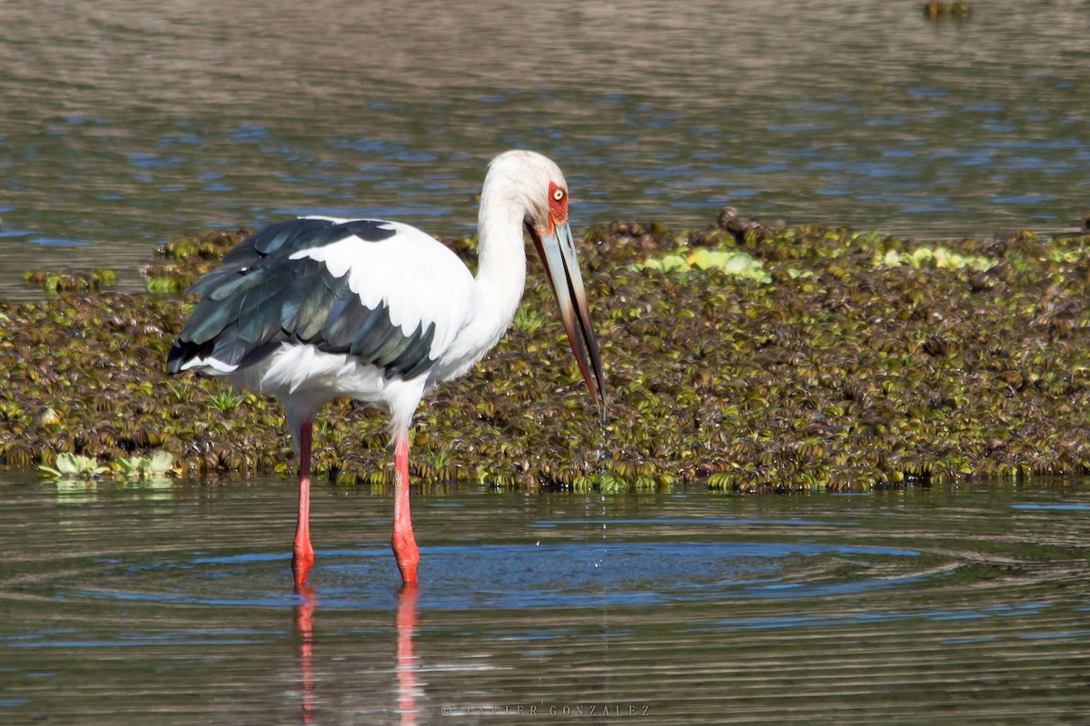 Maguari Stork - ML618296440