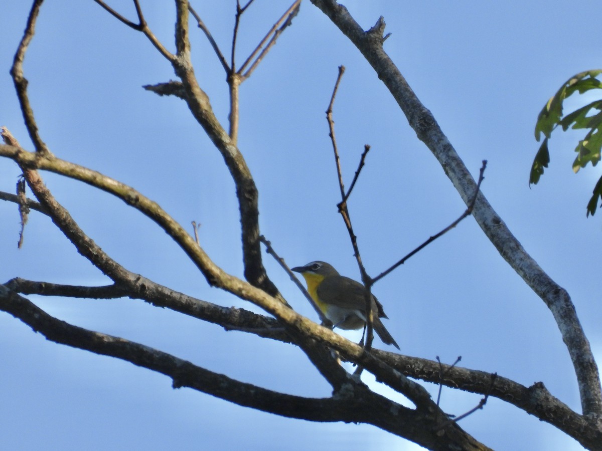 Yellow-breasted Chat - Tracy Mosebey