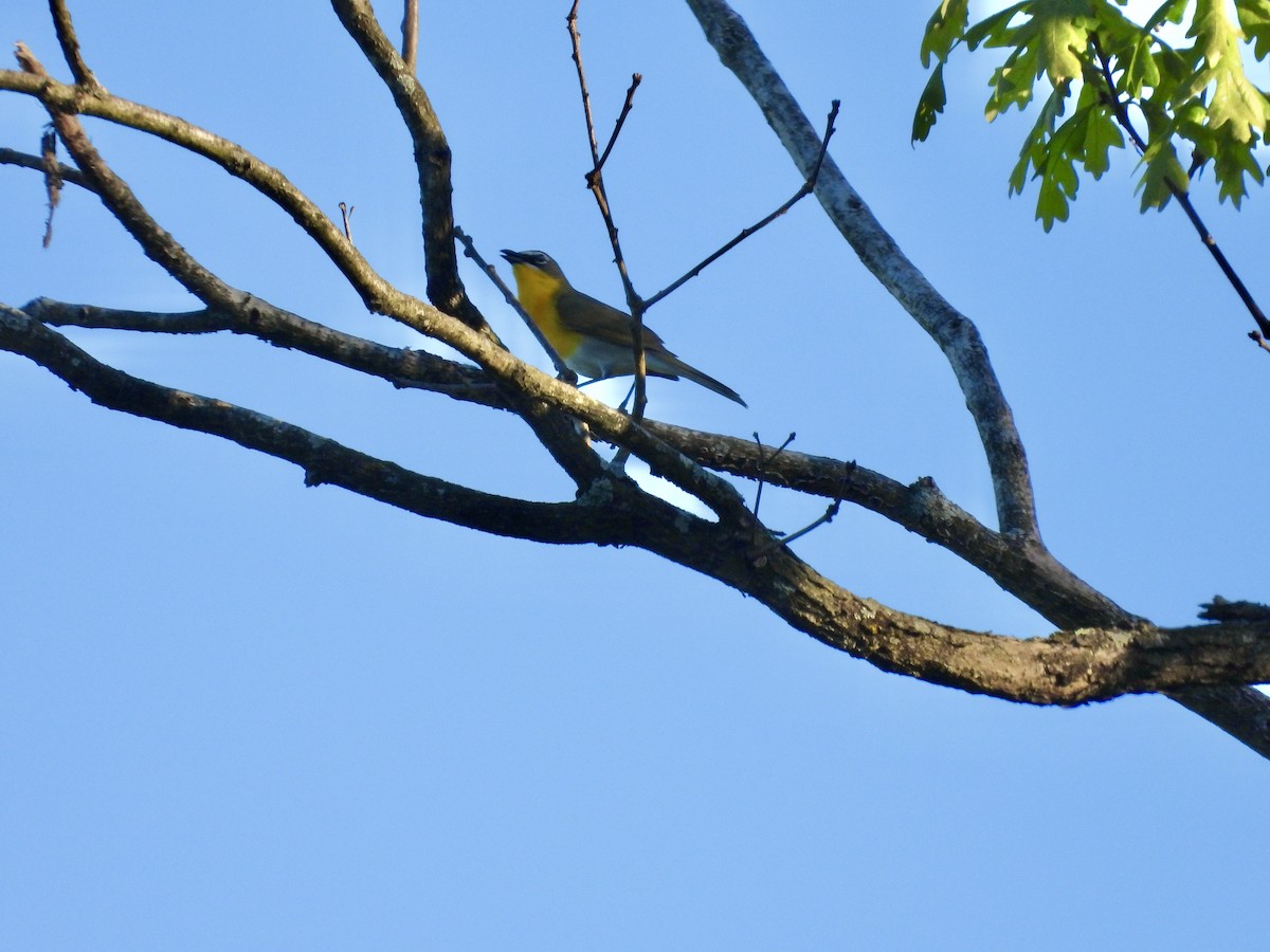 Yellow-breasted Chat - Tracy Mosebey