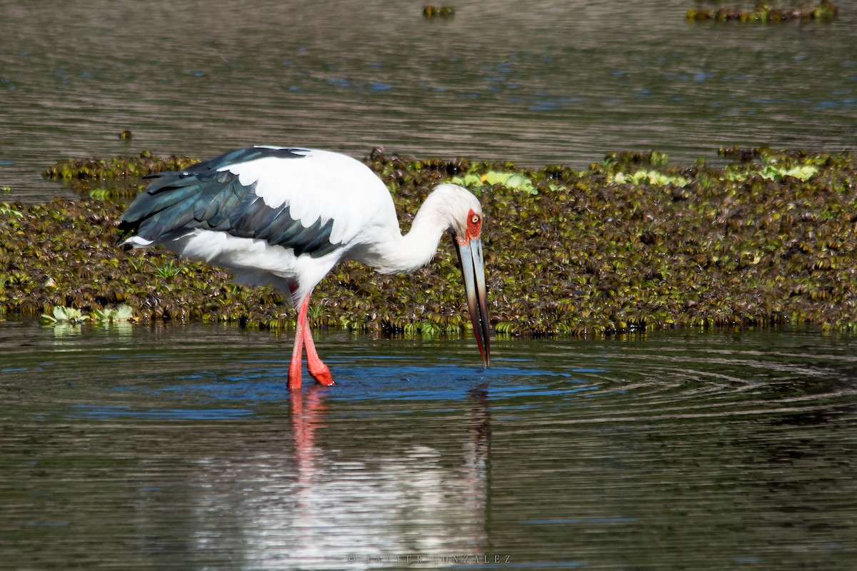 Maguari Stork - ML618296445