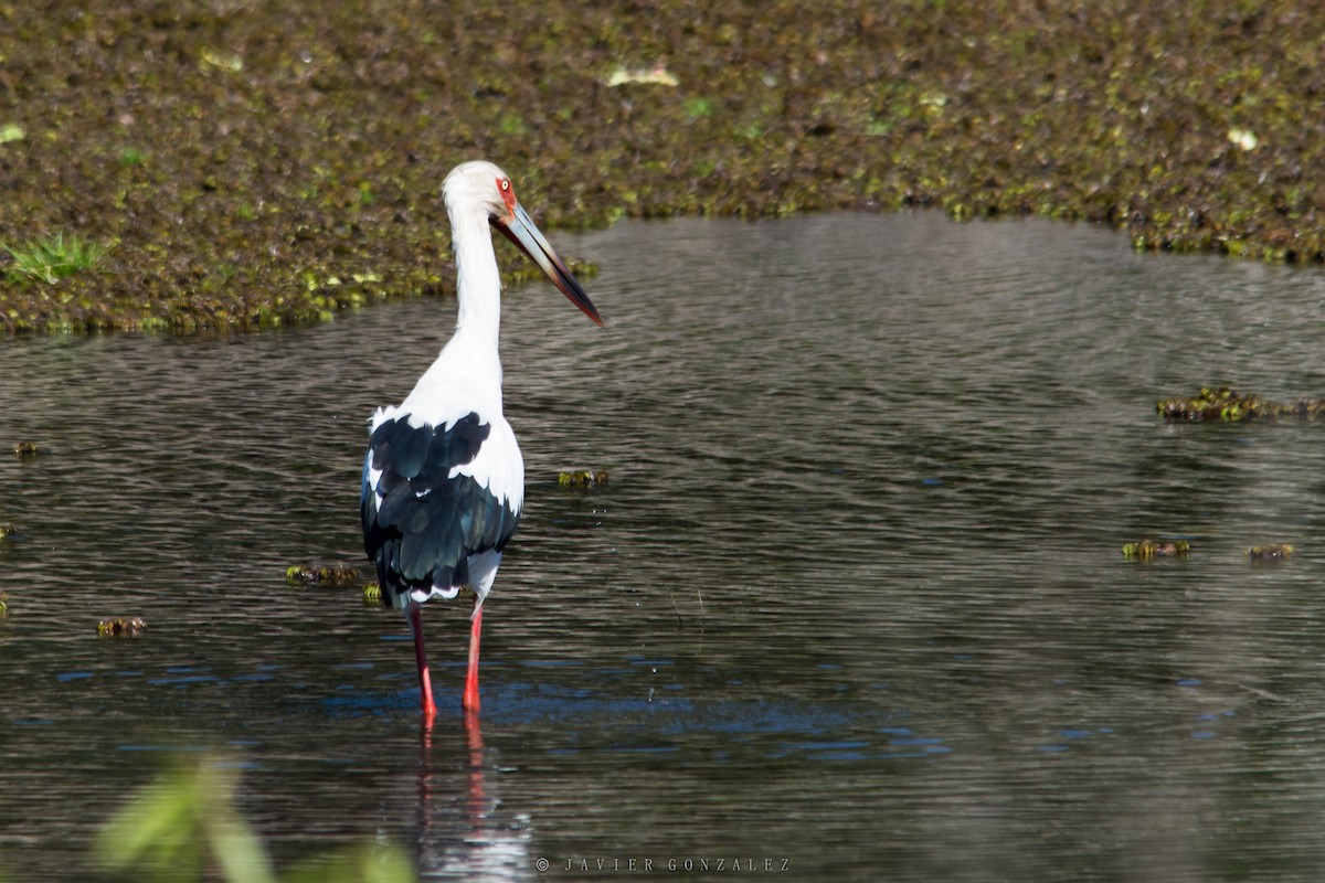 Maguari Stork - Javier González