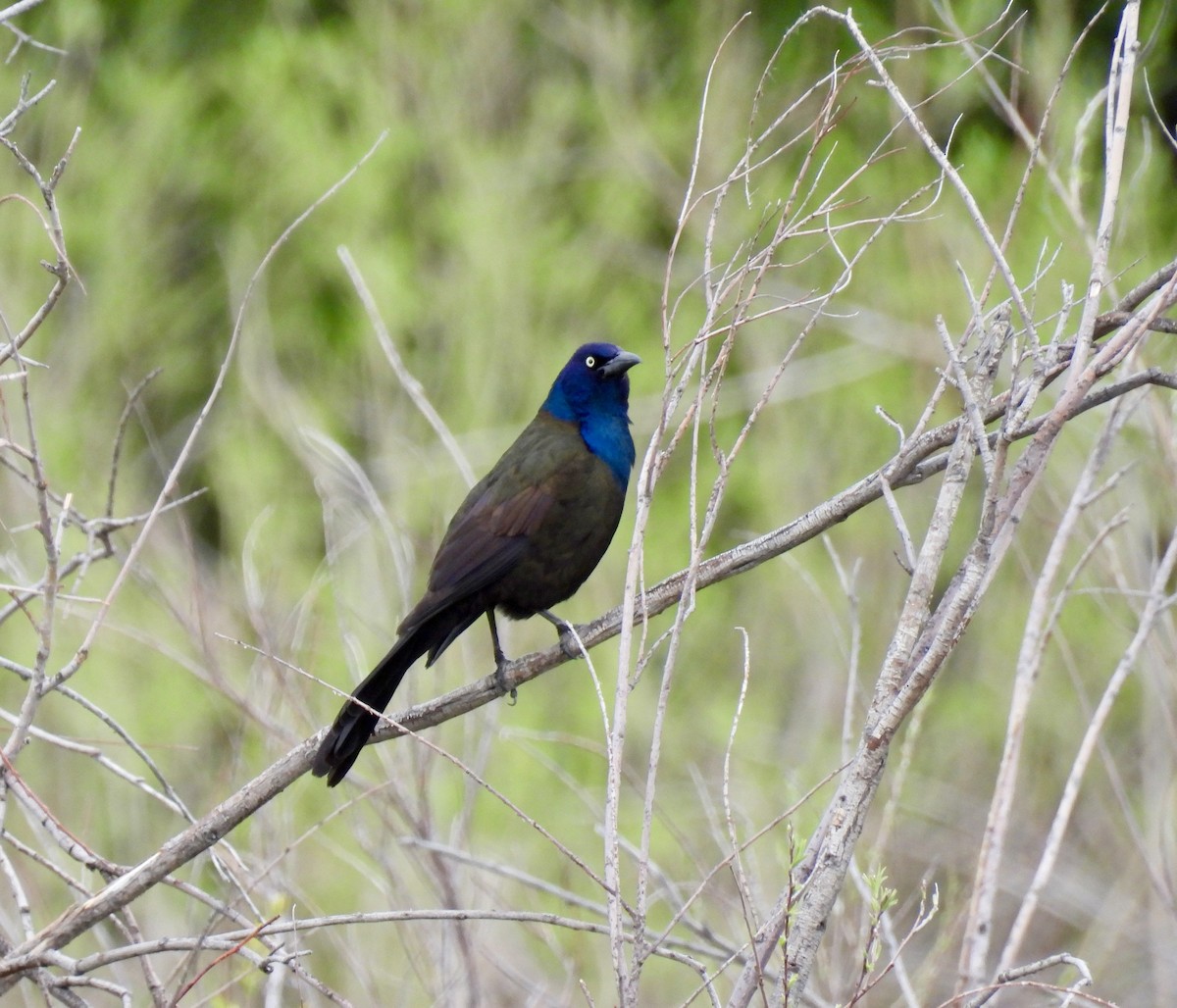 Common Grackle - Susan Ringoen