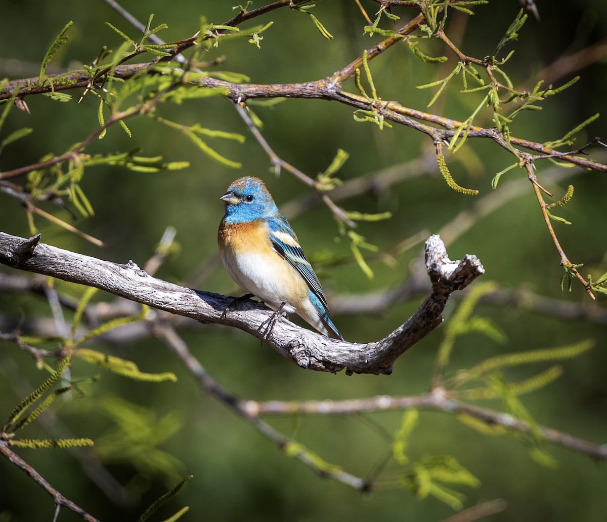 Lazuli Bunting - Bob Meinke