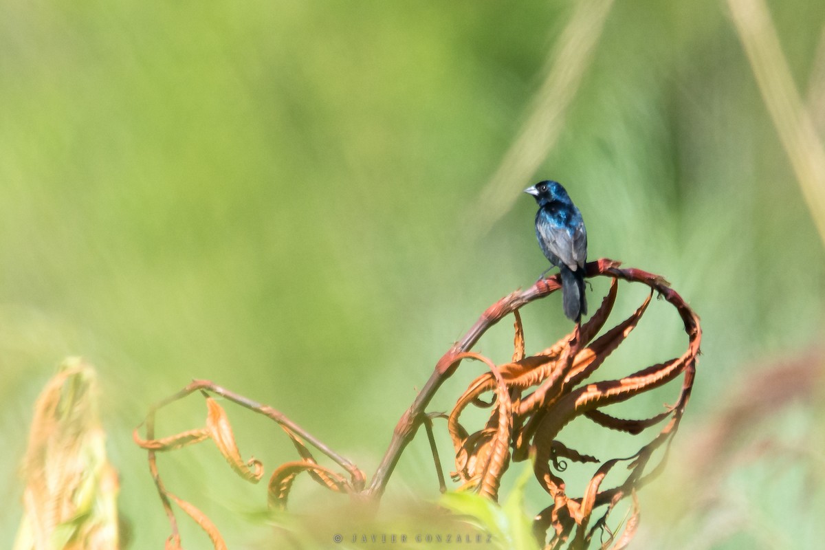 Blue-black Grassquit - Javier González