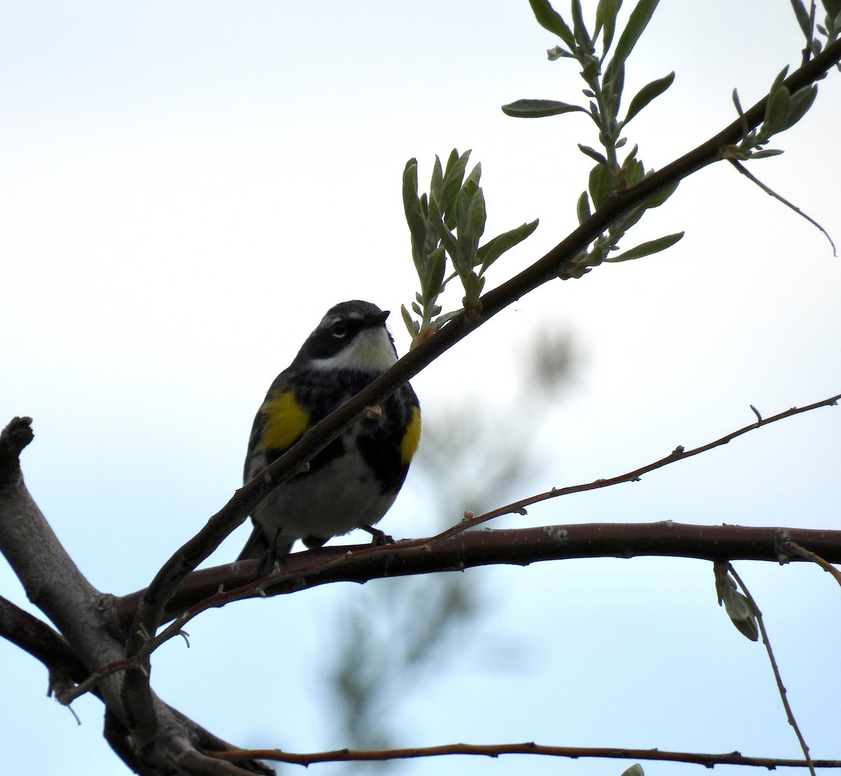 Yellow-rumped Warbler (Myrtle) - ML618296488