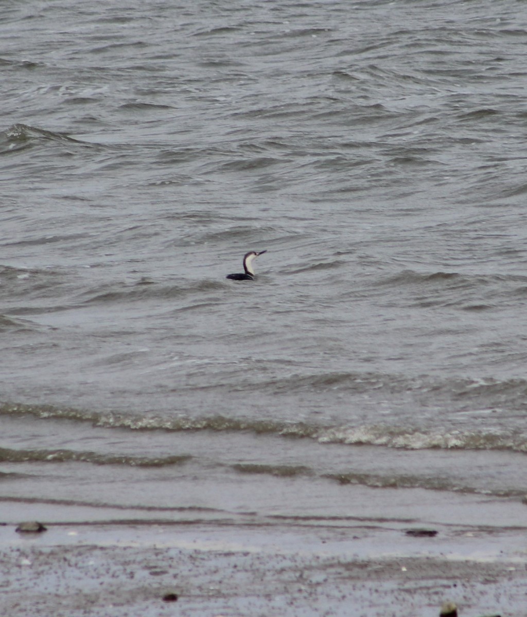 Red-throated Loon - ML618296495