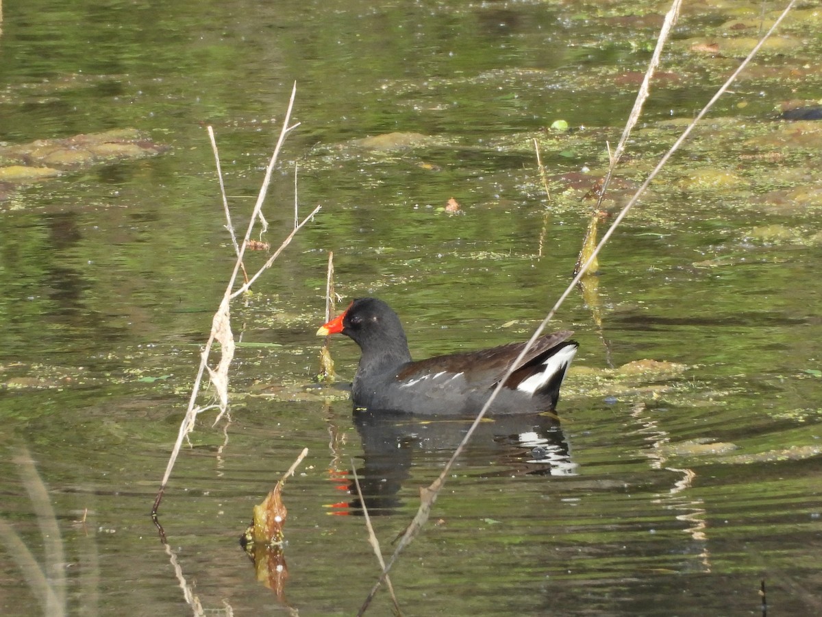 Common Gallinule - Forest Chapman