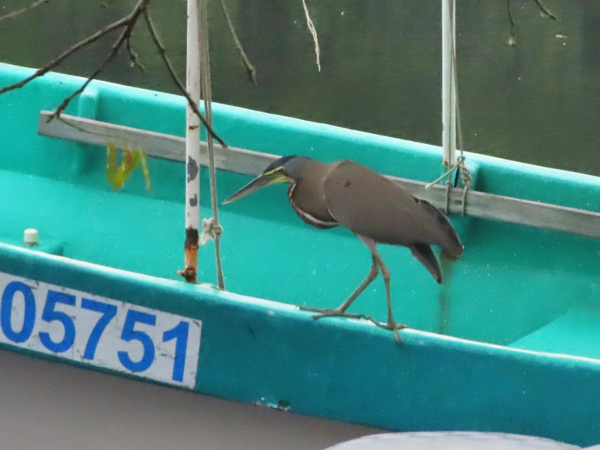 Bare-throated Tiger-Heron - Julio Acosta  ES Tour Guide