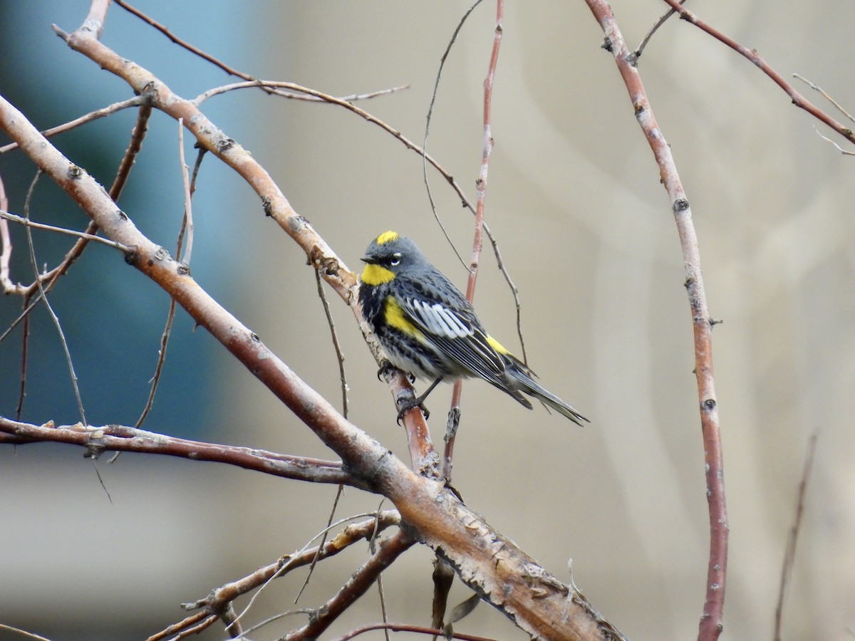 Yellow-rumped Warbler (Audubon's) - ML618296532