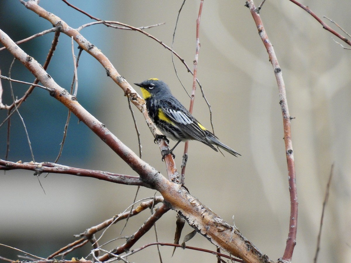 Yellow-rumped Warbler (Audubon's) - ML618296533