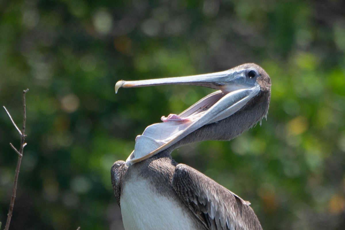 Brown Pelican - Andrea Heine