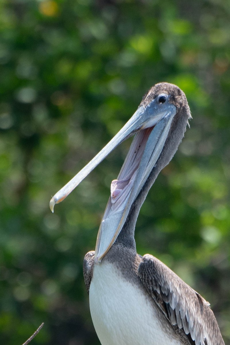 Brown Pelican - Andrea Heine