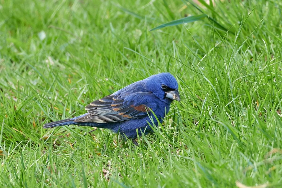 Blue Grosbeak - ML618296594
