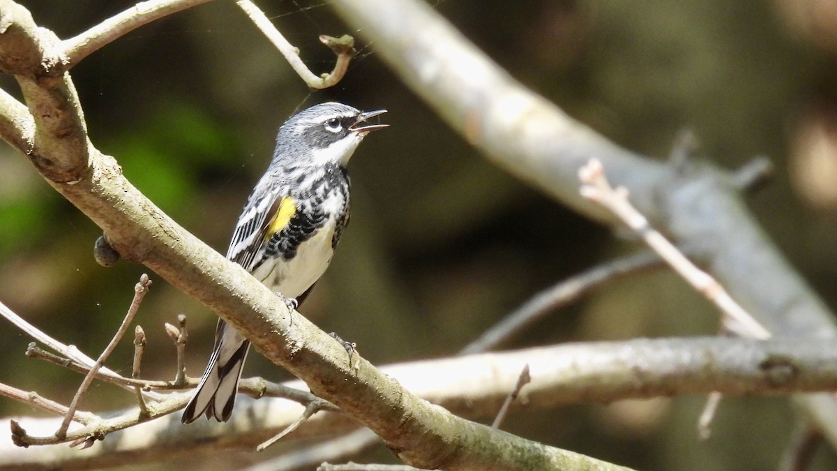 Yellow-rumped Warbler - ML618296596