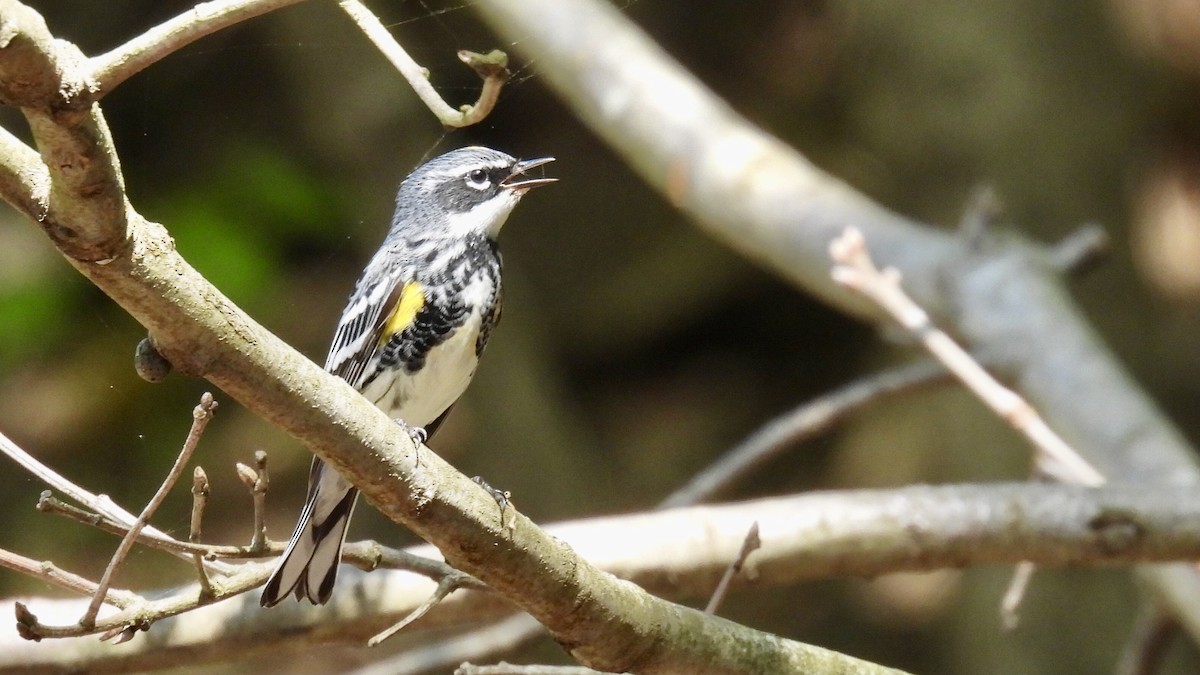 Yellow-rumped Warbler - Douglas Cioffi