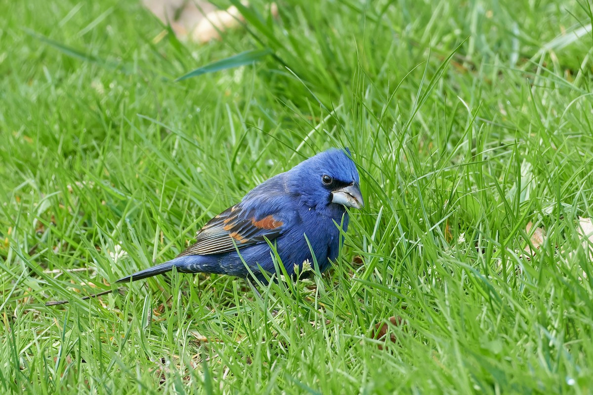 Blue Grosbeak - Ant Tab