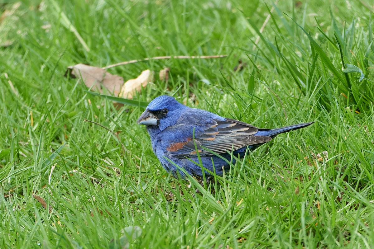 Blue Grosbeak - ML618296603