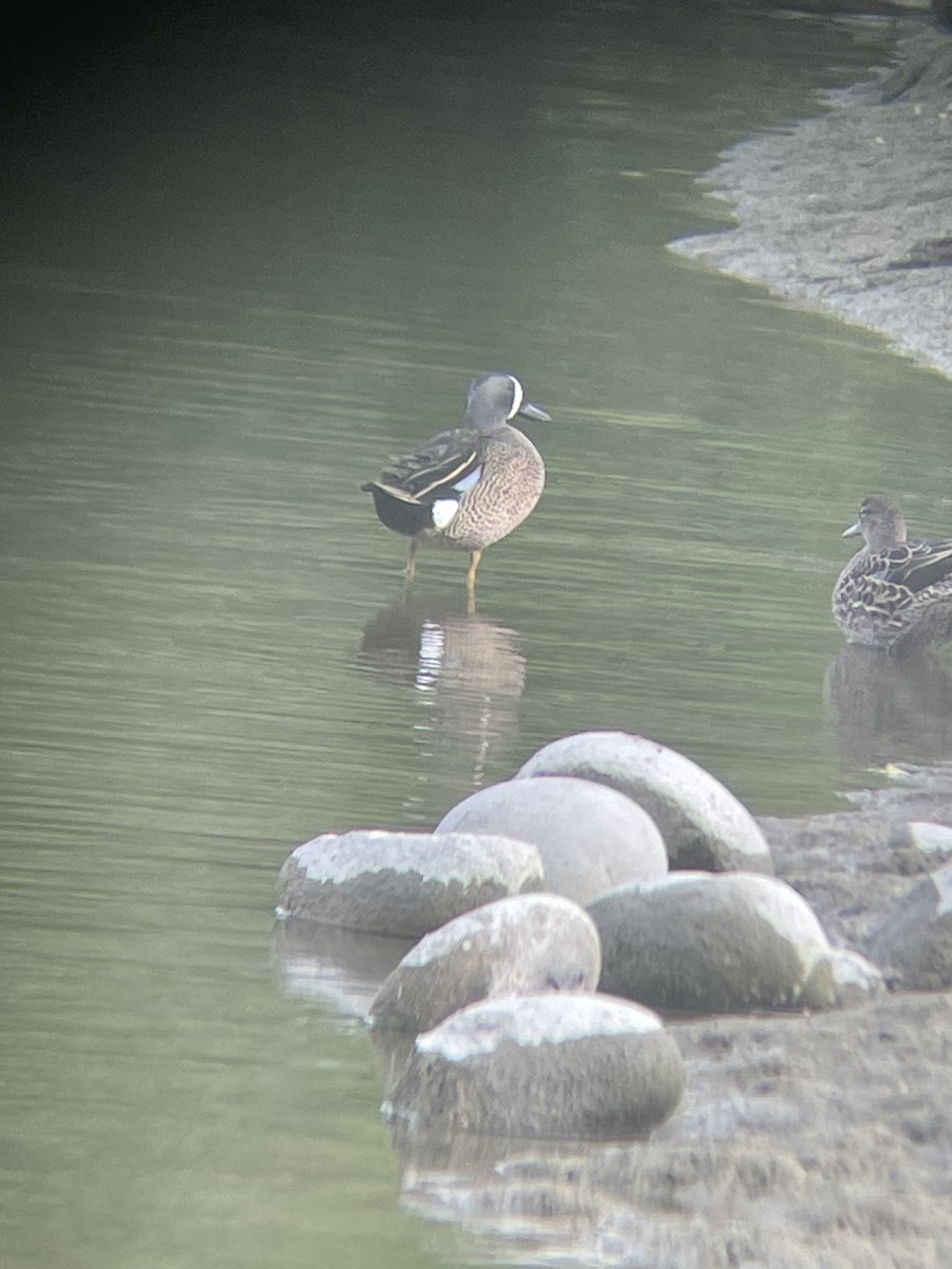 Blue-winged Teal - Mackenzie Hollender