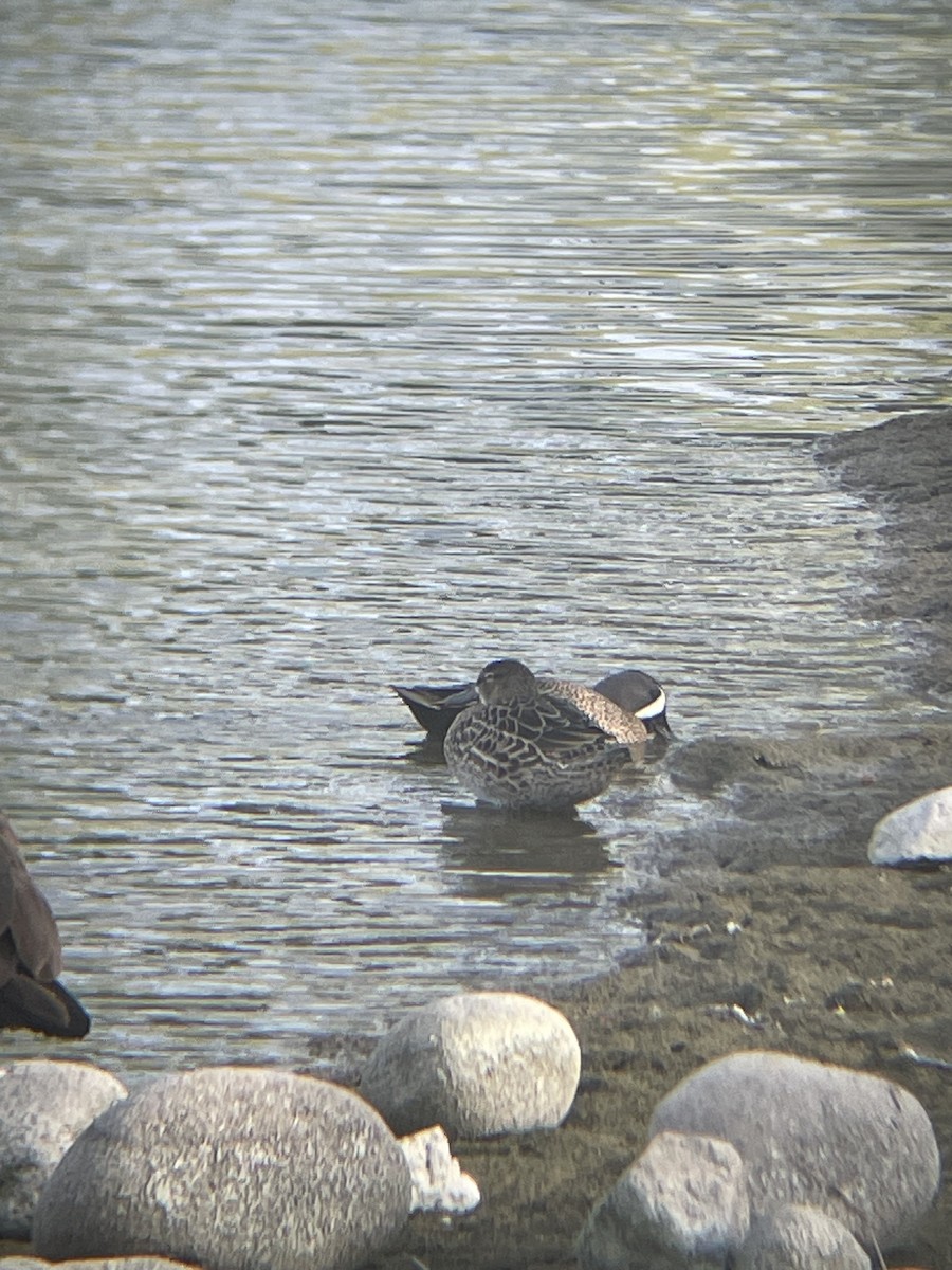 Blue-winged Teal - Mackenzie Hollender