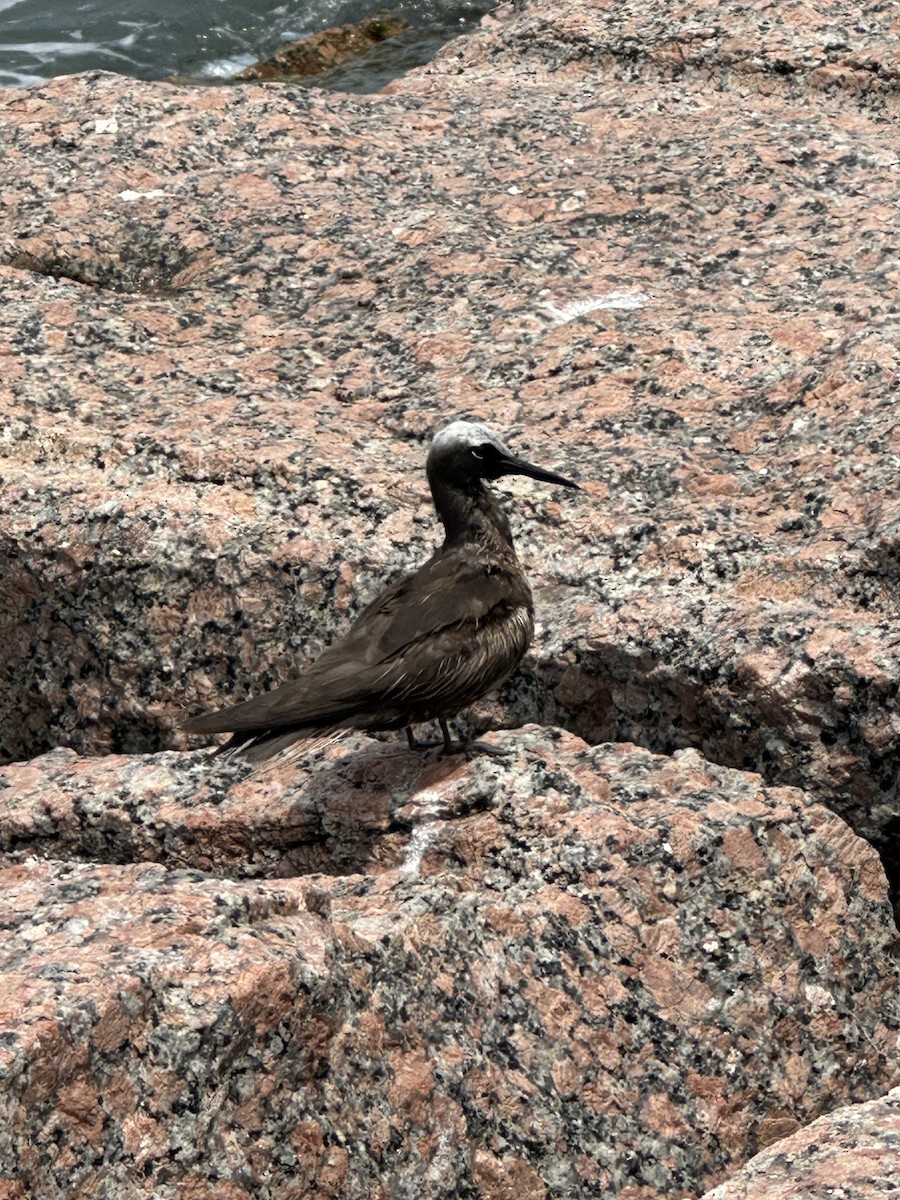 Black Noddy - Lisa Edwards