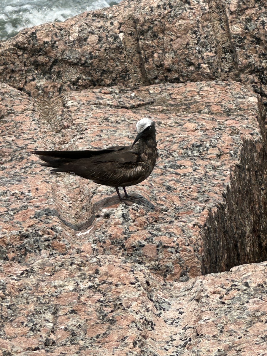 Black Noddy - Lisa Edwards