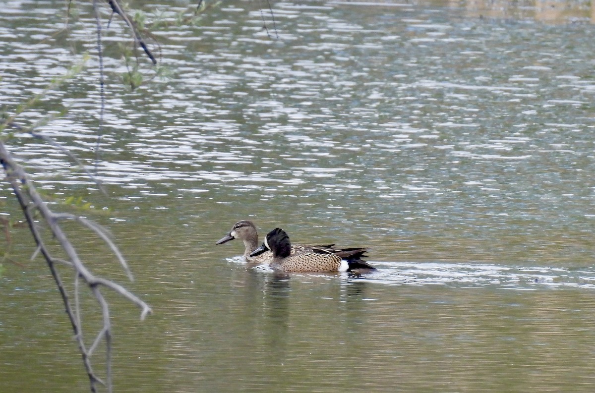 Blue-winged Teal - Susan Ringoen