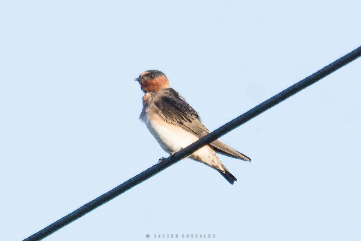 Cliff Swallow - Javier González