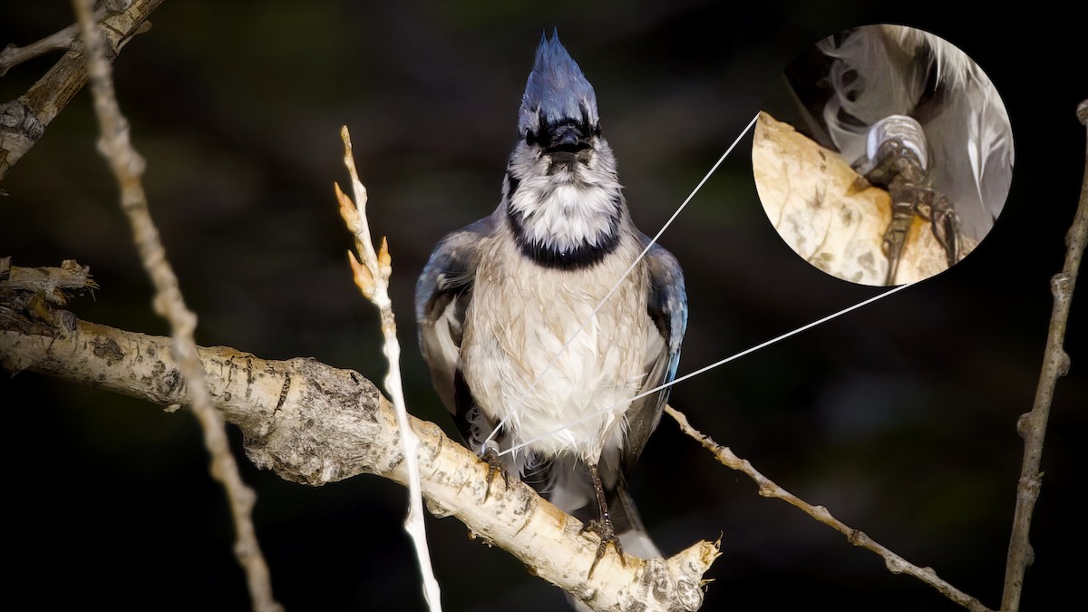 Blue Jay - Rob Protzman