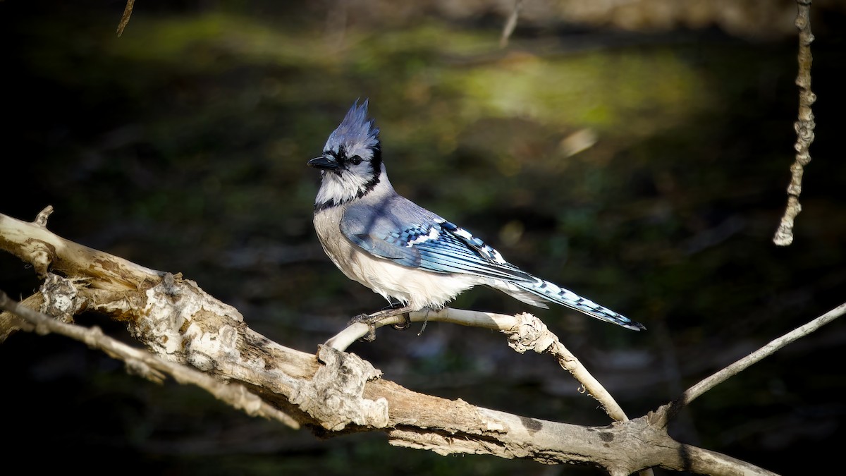 Blue Jay - Rob Protzman