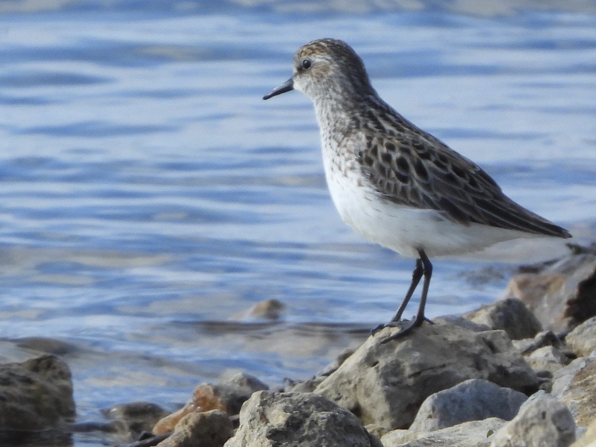 Semipalmated Sandpiper - Amy Kolan