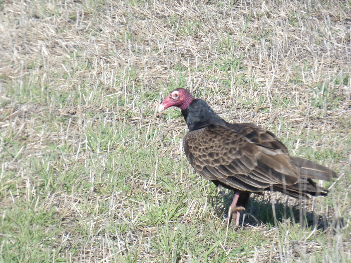 Turkey Vulture - David Riddle