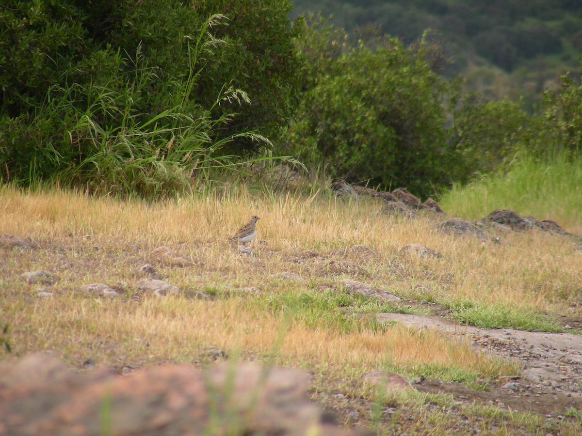 Least Seedsnipe - ML618296738