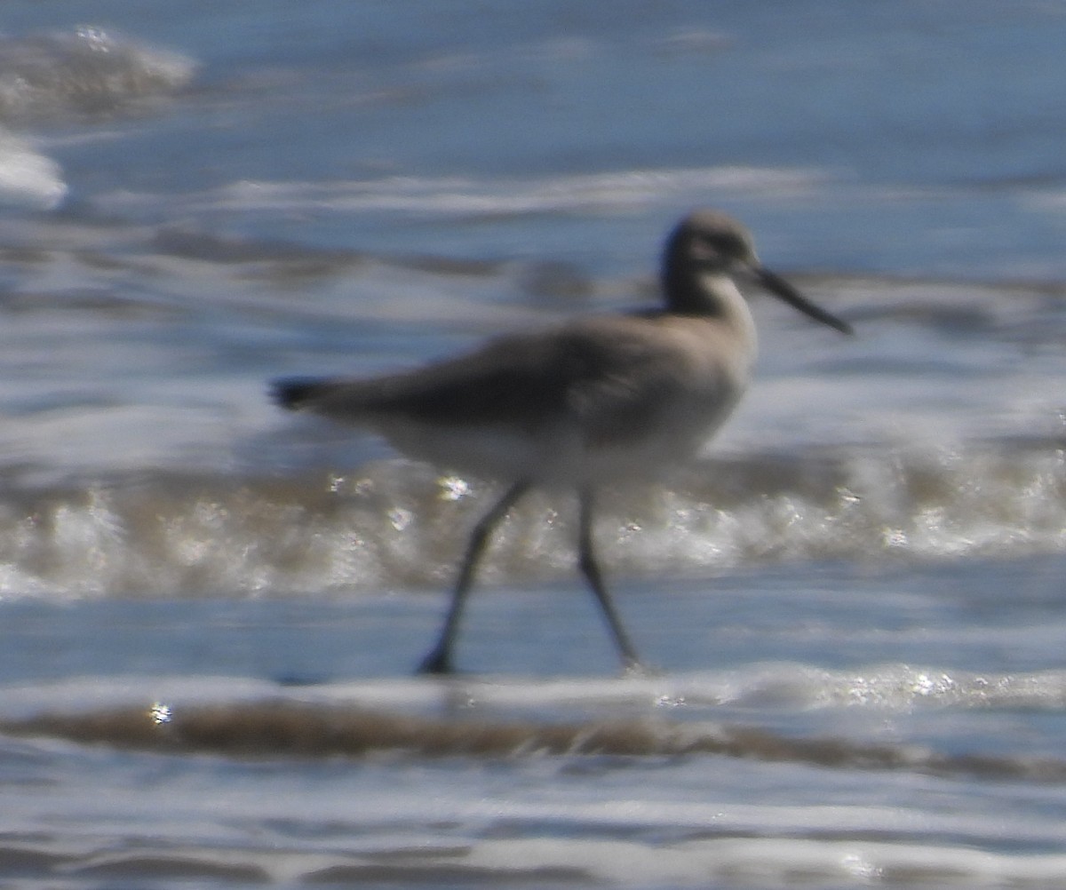 Willet - Rodney Macready