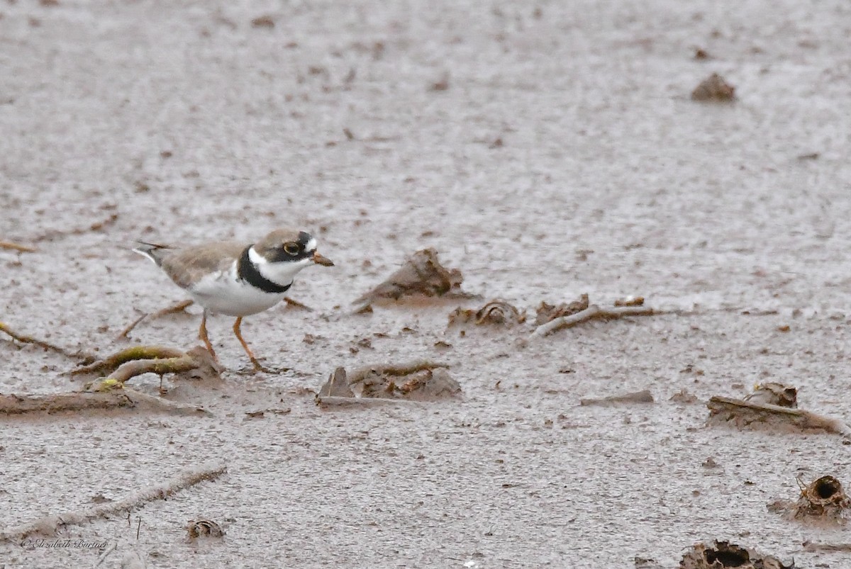 Semipalmated Plover - Libby Burtner