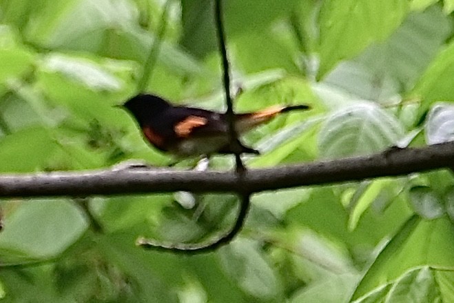 American Redstart - Sheree Wilson