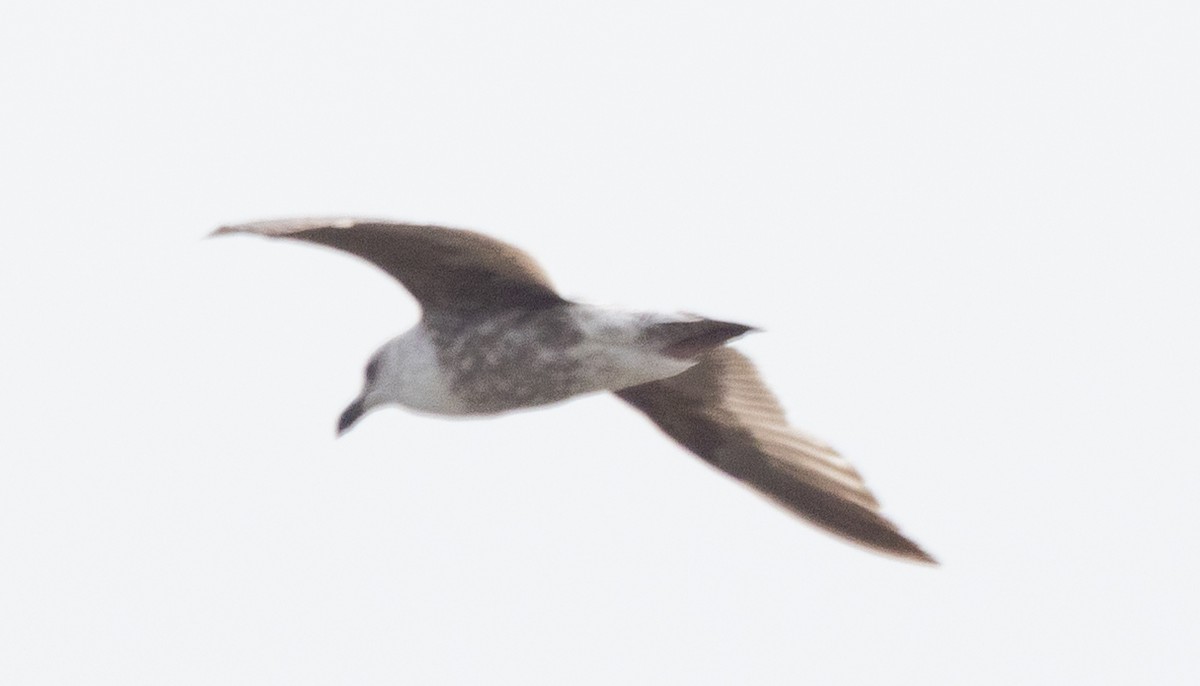 Lesser Black-backed Gull - David Barton