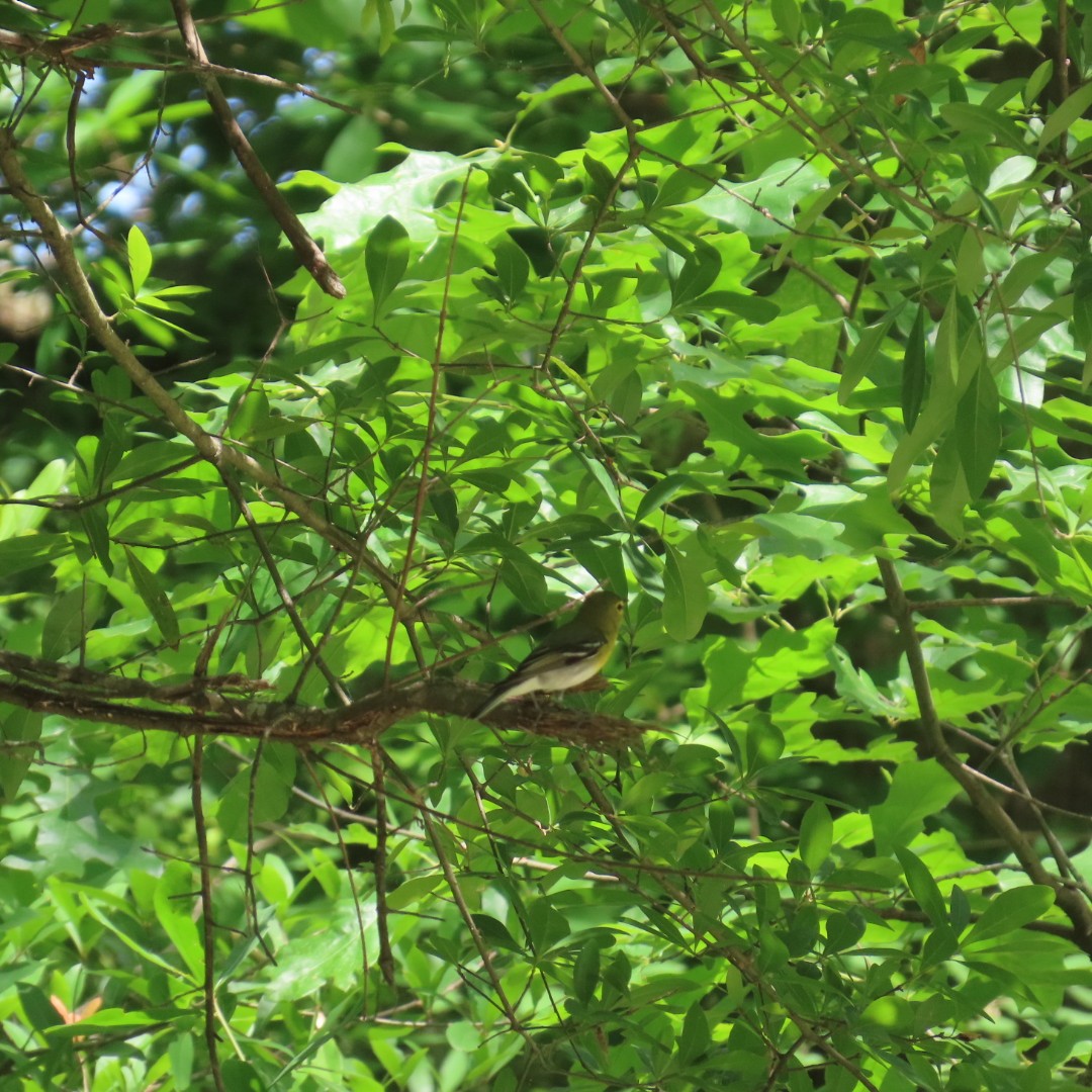 Yellow-throated Vireo - robert lethco