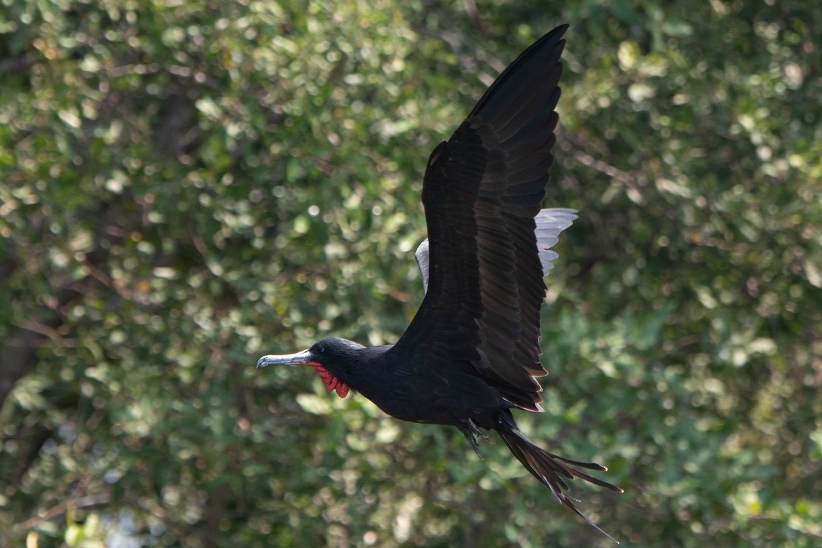 Magnificent Frigatebird - Andrea Heine