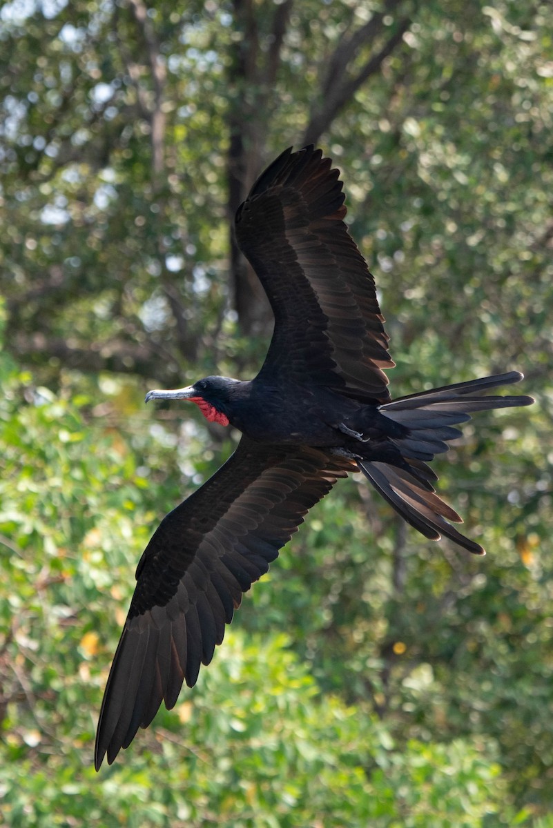 Magnificent Frigatebird - Andrea Heine