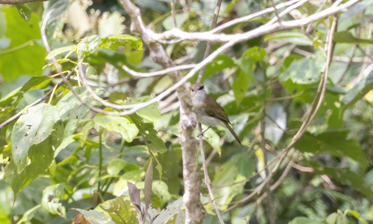 Green-backed Whistler - Paul Fenwick