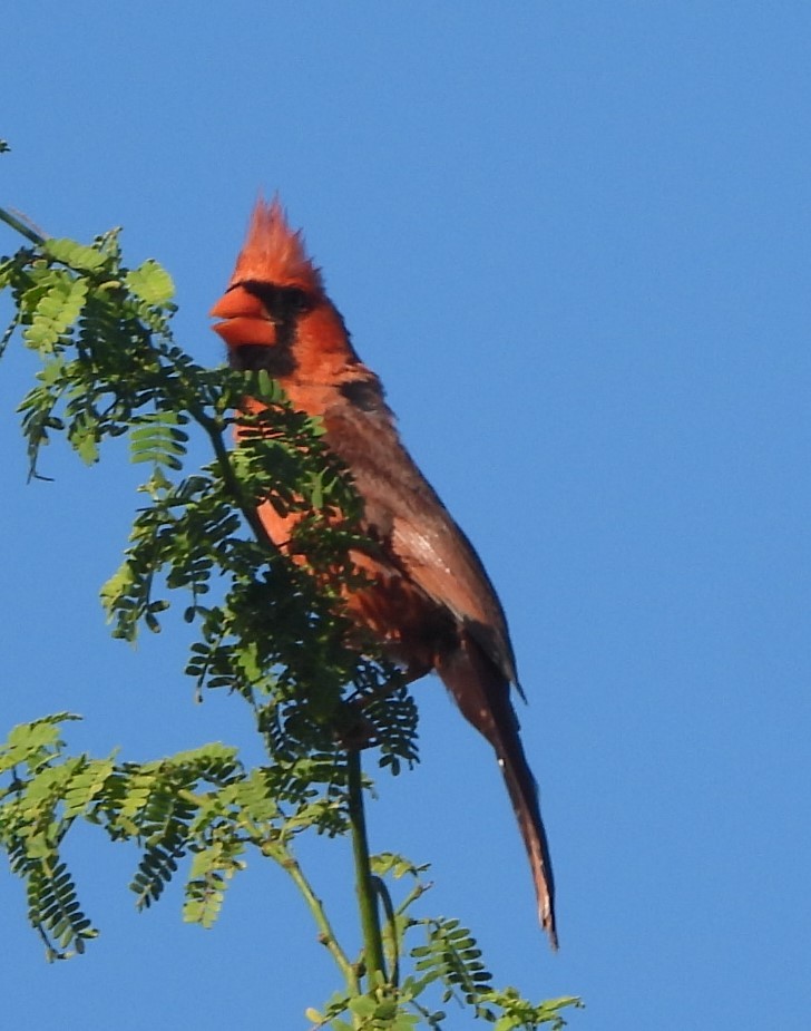 Northern Cardinal - Maria Sabatini