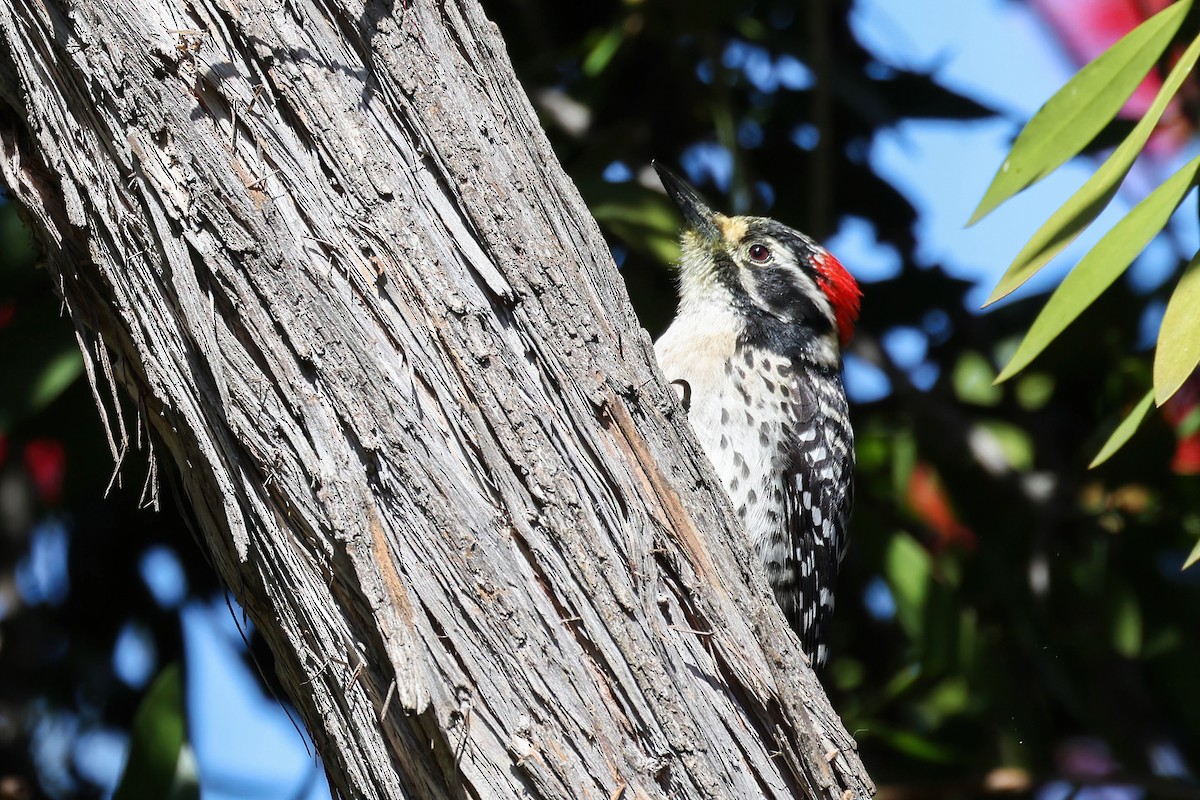 Nuttall's Woodpecker - Garrett Lau