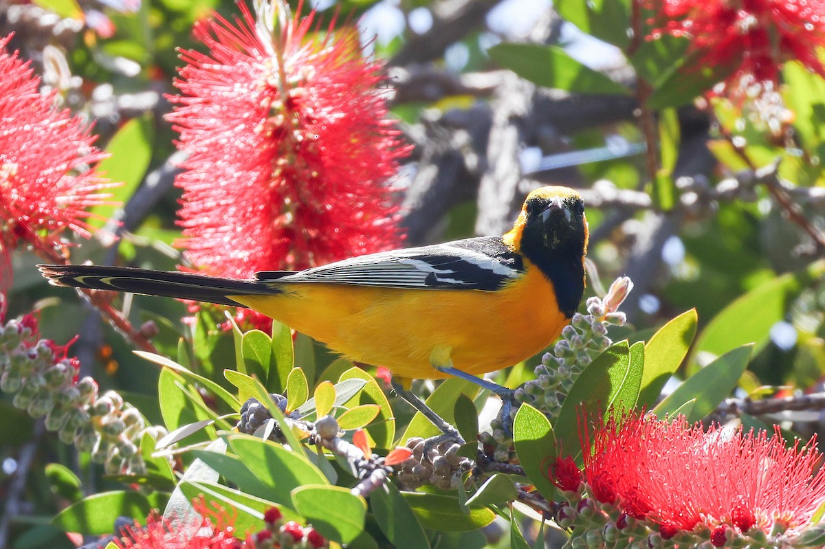 Hooded Oriole - ML618296868