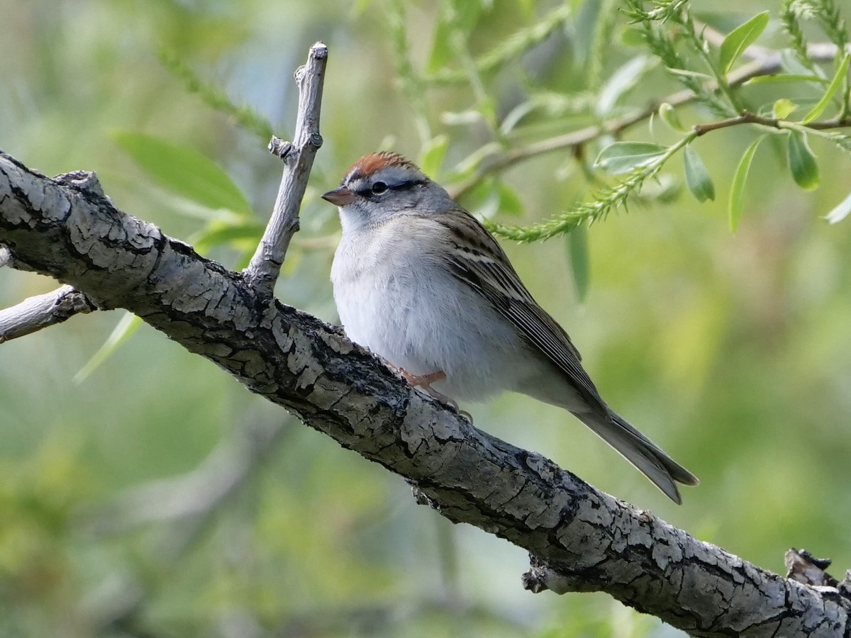 Chipping Sparrow - Karen Coupland