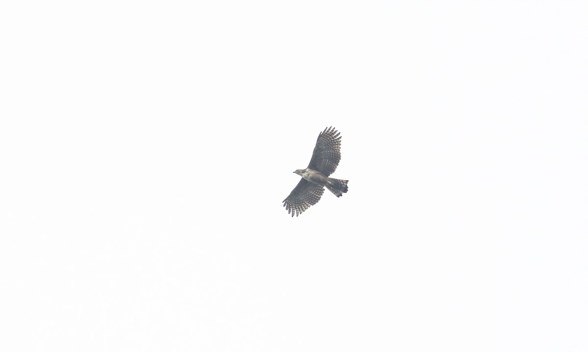 Philippine Hawk-Eagle - Paul Fenwick