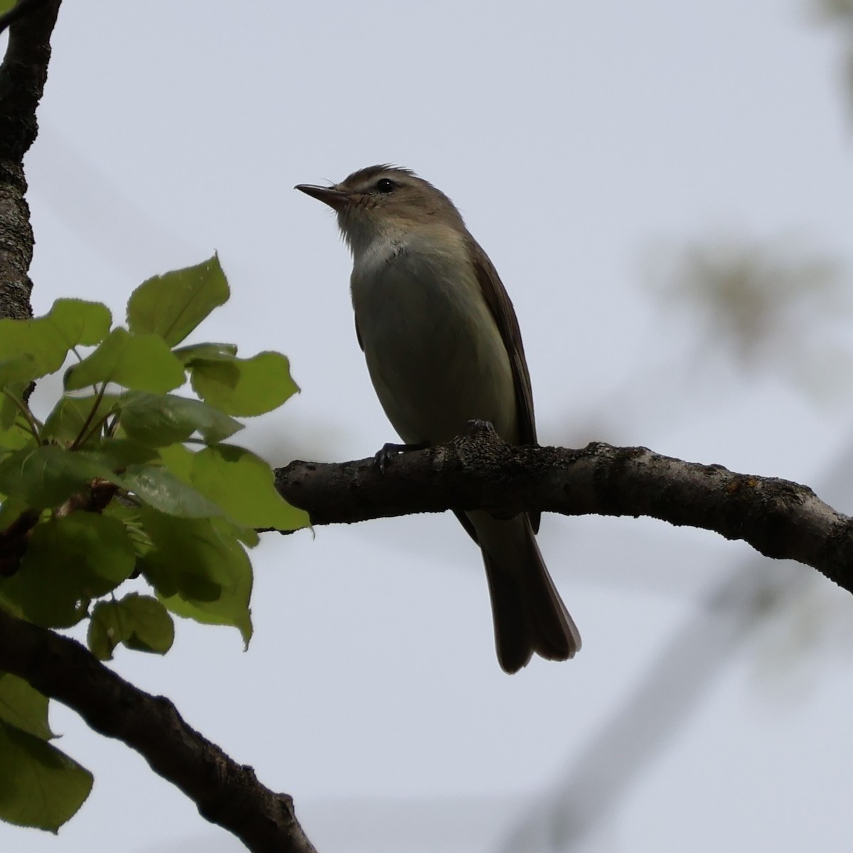 Warbling Vireo (Eastern) - Nathan Stimson